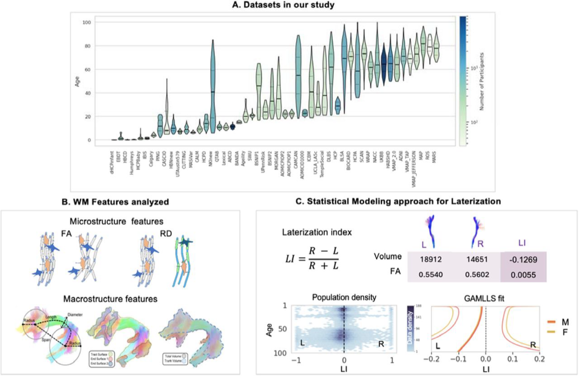White matter asymmetry figure